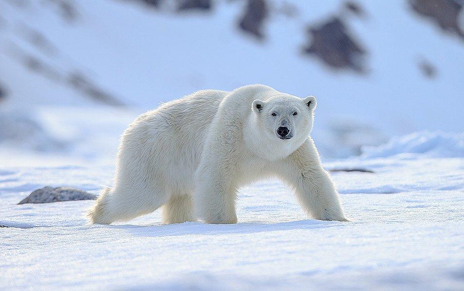 A massive polar bear strolls across frozen tundra.