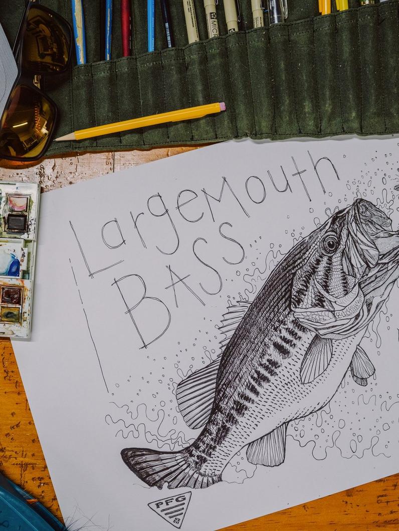 Drawing of Largemouth Bass
