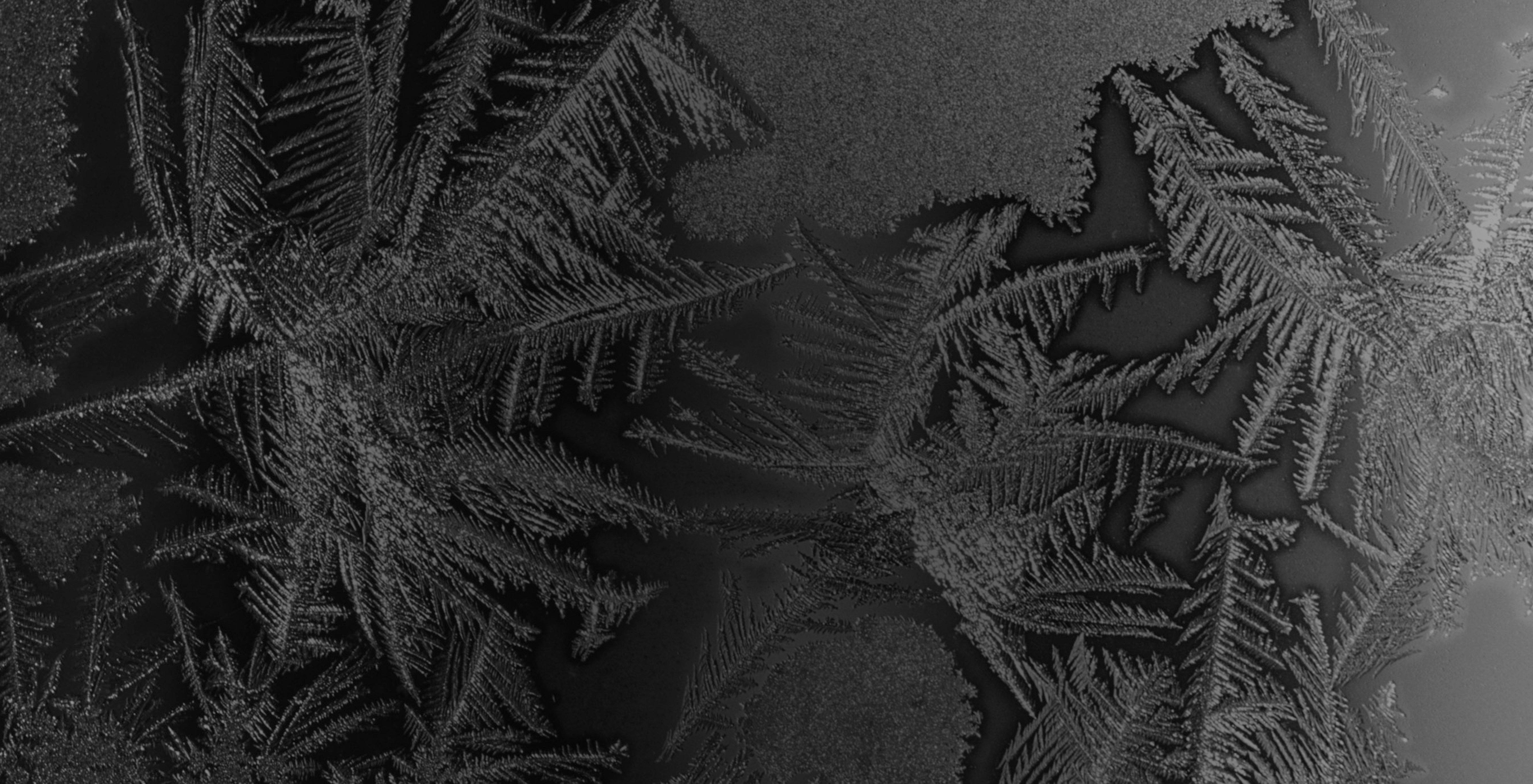 Delicate frost crystals forming intricate feather-like patterns on a dark surface.