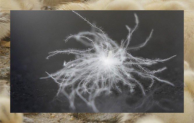 Close-up of down fibers; Video discussing the Responsible Down Standard. 