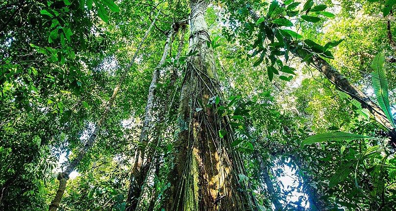 prAna is announcing our partnership with Canopy Planet's Pack4Good campaign designed to overhaul the packaging problem and protect our endangered forests.