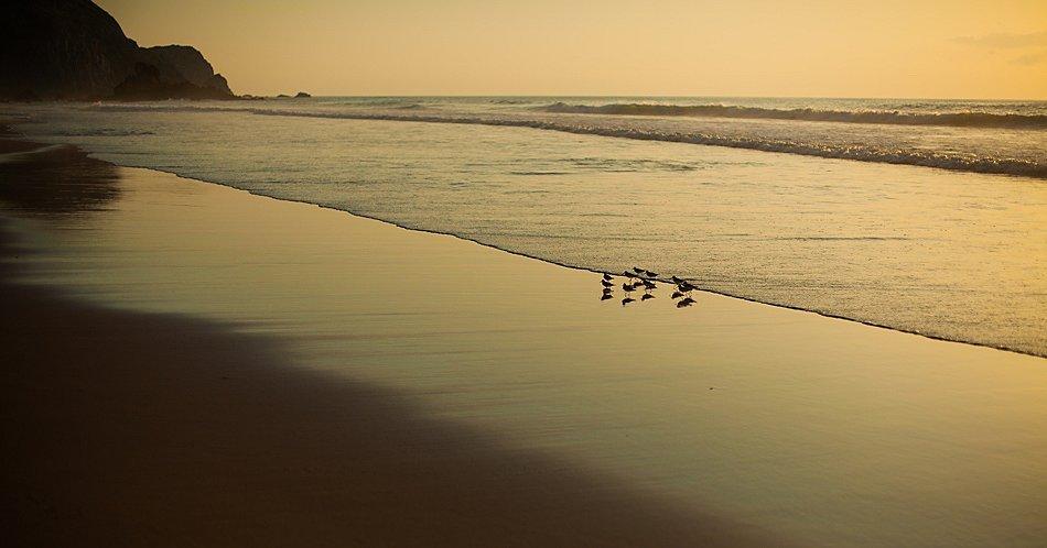 A beach with a group of shorebirds illuminated at sunrise.