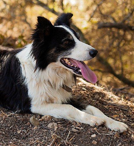 A black and white dog panting in the Portuguese sunlight.