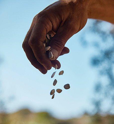 A  hand dropping sunflower seeds.