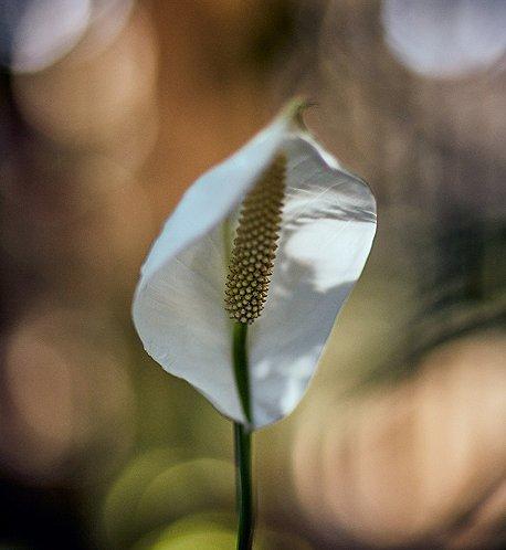 A white flower emerges from the forest floor.