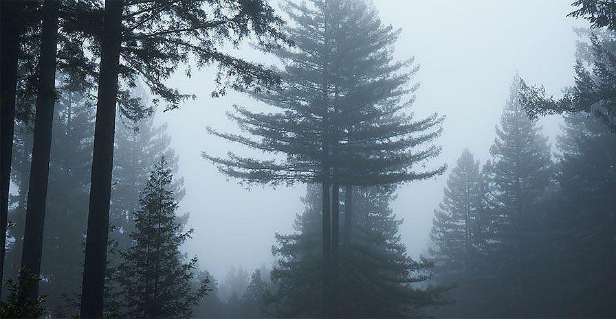 Sustainability - Responsible Forest Initiatives | prAna