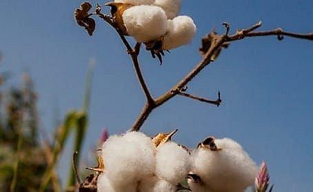 Organic cotton growing