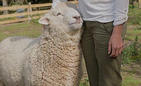 a woman petting a fluffy and happy sheep