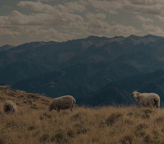 An image of sheep grazing in a wide open field represents animal welfare. 