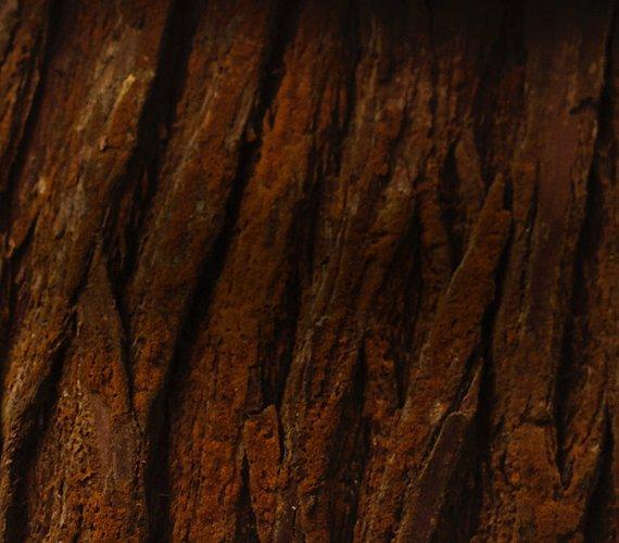 A close-up image of tree bark represents forest fibers. 