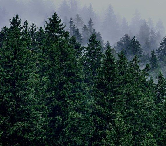 A pulled-back image of a forest