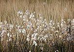 Image of organic cotton 