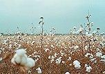 Image of prAna's recycled cotton addition